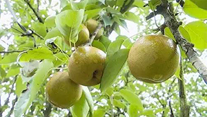 揭陽(yáng)鄒堂青皮梨